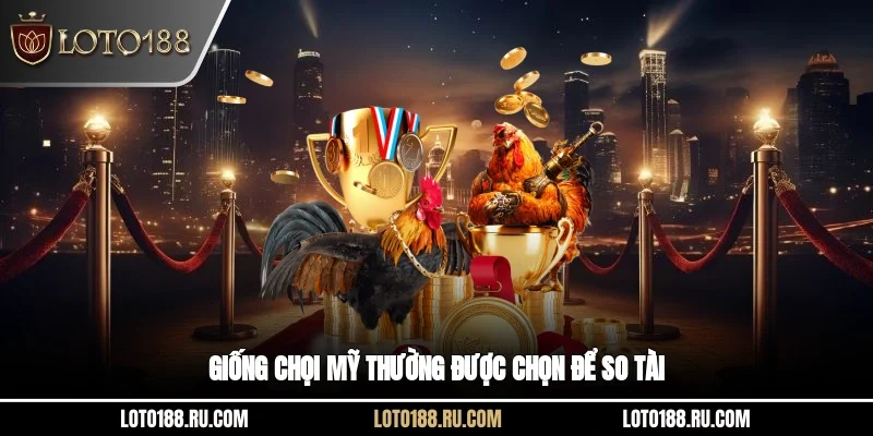Giống chọi Mỹ thường được chọn để so tài